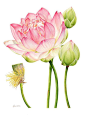 Lotus Botanical  Heidi Willis: Lotus Botanical. Watercolour 42x55cm / 16.5×21.7inch: