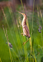2012年7月7日，江苏南京。黄斑苇鳽又名小黄鹭，清晨的荷塘里，一只黄斑苇鳽在觅食。其性甚机警，遇有干扰，立刻伫立不动，向上伸长头颈观望，通常无声。