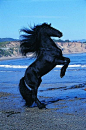 Friesian on the Beach