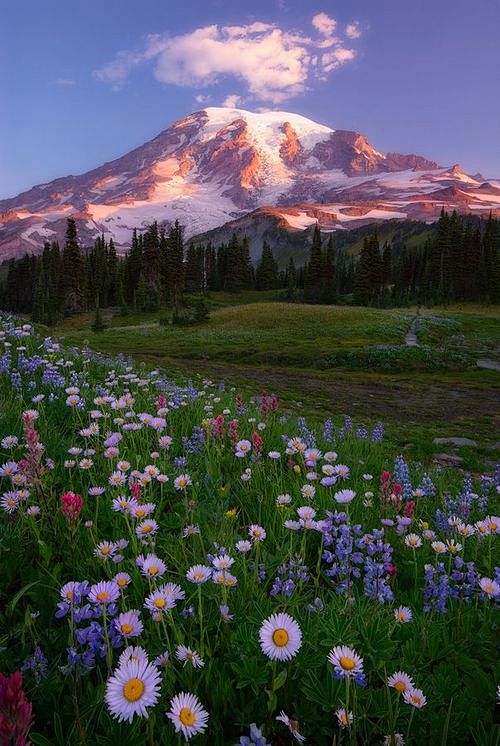 Wildflowers, Mt. Rai...