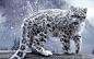 General 1920x1200 leopard snow leopards animals nature snow winter cat feline wood trees pine trees mountains plants big cats