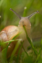 蜗牛吃草 ​​​​