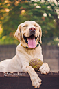 Photograph Happiness Is a Big, Muddy, Tennis Ball by Alex Greenshpun on 500px