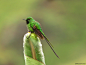 wingedjewels:


 Lesbia nuna (Male) by Brayan Coral Jaramillo



 Via Flickr:
 Nombre Común: Colilargo verde
Nombre Científico: Lesbia nuna
English name : Green-tailed Trainbearer
En V/ Bellavista Sibundoy Putumayo
Colombia  
19/4/15       
              