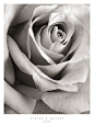 著名摄影师：梅耶斯_黑白花卉摄影照片类装饰画：蔷薇【Rose】_摄影作品原版号：165155_经典传承®精品风景线©装饰画超市