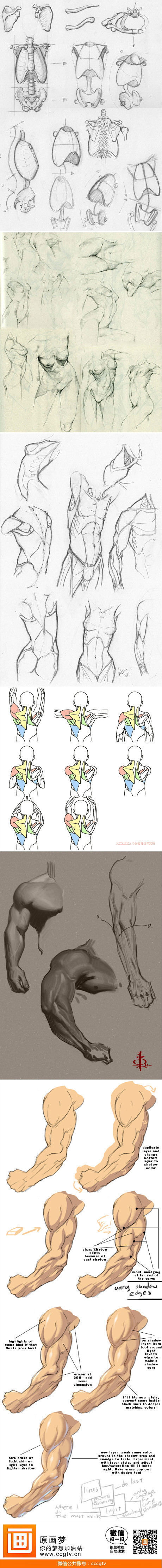 人体结构和肌肉走势分析参考
