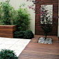 Neat courtyard detail. Japanese Maple. 20 Modern Landscape Design Ideas: 