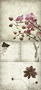 淡雅花朵背景高清图片素材（二）-图片-视觉中国下吧