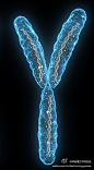麻省理工科技创业：科学家证实Y染色体的缩短不会导致男性灭亡 http://t.cn/zOEcvMb据报道，3亿年前男性的Y染色体约有1400个基因，而现在仅有45个，这似乎意味着，Y染色体的消失会使男性面临灭亡。之前有研究指出，男性中的Y染色体正在断缩短，并可能会在今下来的500万年内消失，但是这个结论似乎完全是错误的。