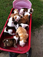 A Wagon FULL Of Bully Babies! | Cutest Paw