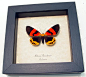 Milionia Rawakensis | Real Butterfly Gifts Framed Butterflies and Insect Displays