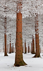 Magical forest in Sokobanja, Serbia • photo: Dragisa Petrovic on 1x