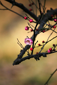 秋逸雅采集到梅兰竹菊