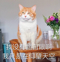 陈晓默采集到表情包