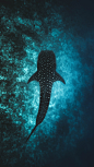 Whale Shark in the Maldives photo by Ishan @seefromthesky (@seefromthesky) on Unsplash : Download this photo in Maldives by Ishan @seefromthesky (@seefromthesky)