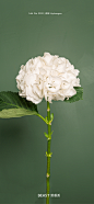 【野兽派】白色绣球花一团团一簇簇，带来光明和希望，花语：美满团圆。