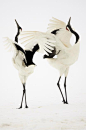 Dance of Japanese Cranes, Hokkaido Japan 2007 - Simone Sbaraglia