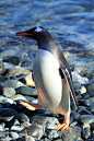 企鹅目·企鹅科·阿德利企鹅属：白眉企鹅