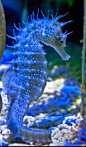 Seahorses are captured by the millions in China due to being used in Chinese medicine. They're also used for commercial use such as pendants and key chains. They also fall victims to fishing nets. Because of this they're facing extinction :( Want to help?