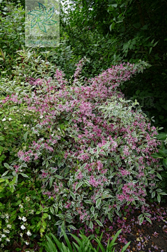 默默獨語采集到北方植物