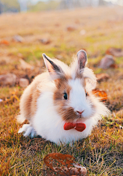 沈小莓梅采集到兔