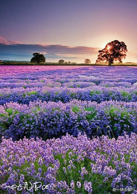 又是薰衣草，夕阳下紫紫的花儿，是在哀叹，...
