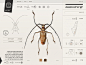 Insect Definer on Behance