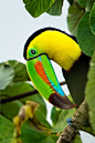 Keel-billed Toucan