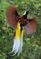 顶好视觉太漂亮的天堂鸟(Birds of Paradise)，也被称为极乐鸟科的天堂鸟。