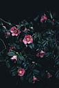 Small pink camellia flowers among dark green leaves