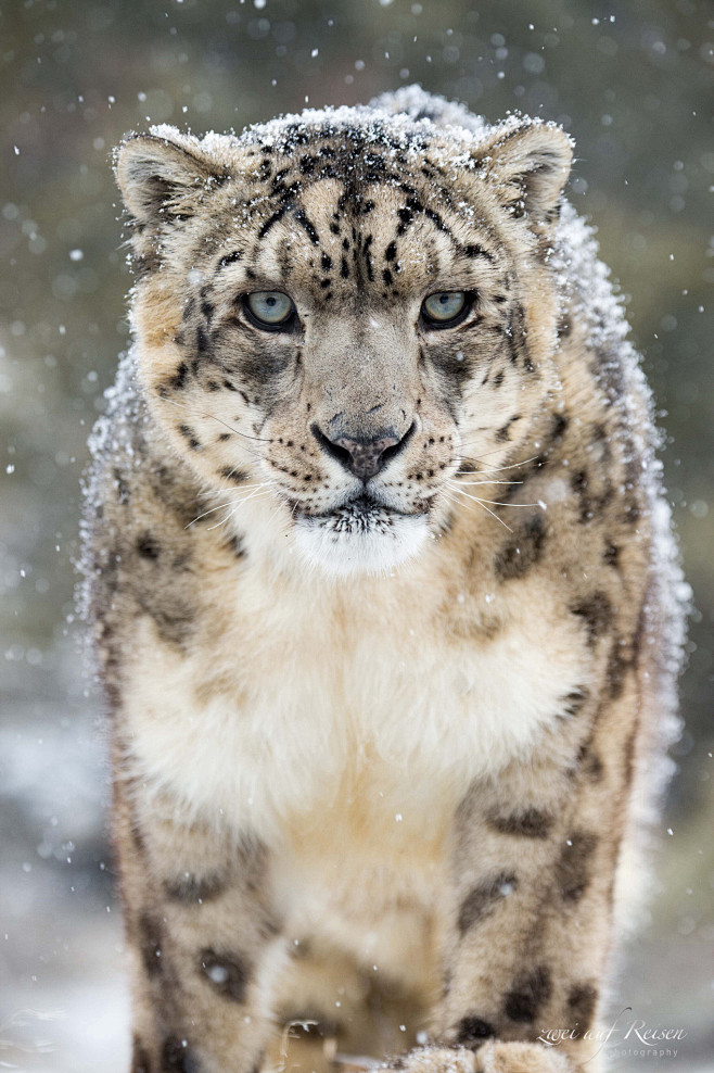 Snowleopard in winte...