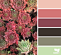 succulent hues