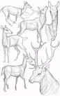 鹿的画法_麋鹿