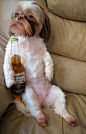 animals drinking alcohol | ... animals drinking beer dogs cats 588x915 30 Animals Drinking Alcohol