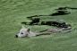 Swimming wolf... by Daniel Parent on 500px