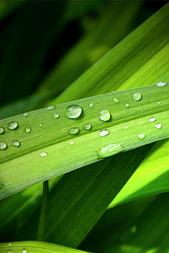 快乐顺流成海采集到手绘植物