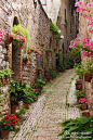 咱们一起去旅行：普罗旺斯hutdoor的一条小巷，到处都是花啊！