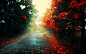 秋景观树（季节）离开道路的落叶/ 2560x1600壁纸 #采集大赛#