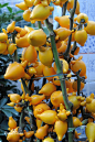 黄金果图片_百度百科2]   黄金果又名五指茄、乳茄。[3] (英文：Abiu 又名caimito)原产美洲热带地区。 果实基部有乳头状突起，或乳状头，或如手指，或象牛角。它果形奇特，观果期达半年，鲜艳果色，是一种珍贵的观果植物。性喜温暖、湿润和阳光充足环境，生长适温为15~25℃，有一定的耐寒性，怕水涝和干旱。能耐3~4℃的低温。宜肥沃、疏松和排水良好的砂质壤土。冬季温度不得低 12℃。可以采用播种和扦插繁殖，在切花和盆栽花卉上应用广泛。果实经久不变色、不干缩，金光灿灿，象征财运高照、五代同堂、吉祥如意