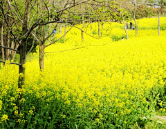 流年色玥落倾城采集到百花物语——油菜花