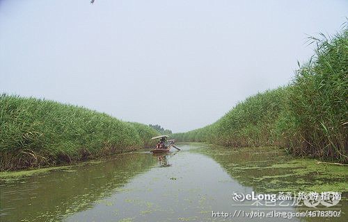 白洋淀，白洋淀