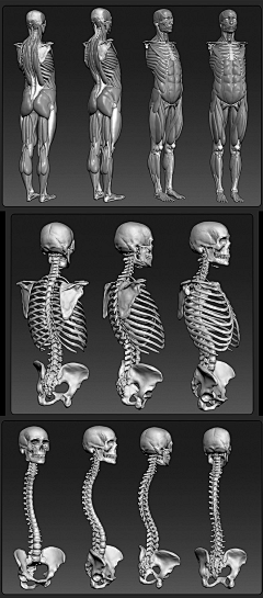 泥塑的藝術空间（勿扰）采集到人体结构·肌肉·艺术