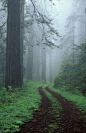 Old Highway 101 with Coast Redwoods, California#自然##美景##摄影师##壁