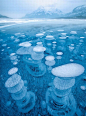 Ice Bubbles Create Picturesque Scene at the Foot of the Rocky Mountains