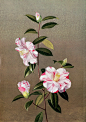 #插画#  #治愈系#
Antique Botanical Prints.Paul Jones.