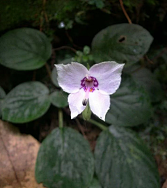 蒊開采集到花草植物