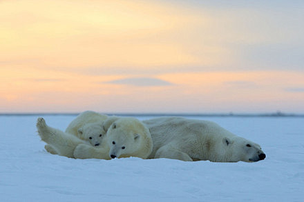 夕阳余晖下的北极熊一家。丨法国摄影师Sy...