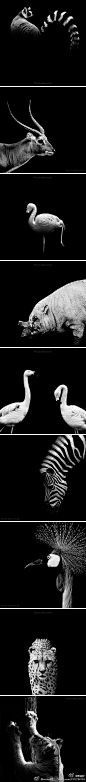 omom网：画速写的模特们，摄影by：Nicolas Evariste黑白动物摄影。