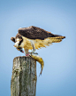 Osprey Lunch by John-Paul Stanisic on 500px