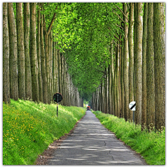 齐尚景观-庭院/文旅采集到绿化-植物隧道/夹道景观/夹道绿化/植物配置/植物设计